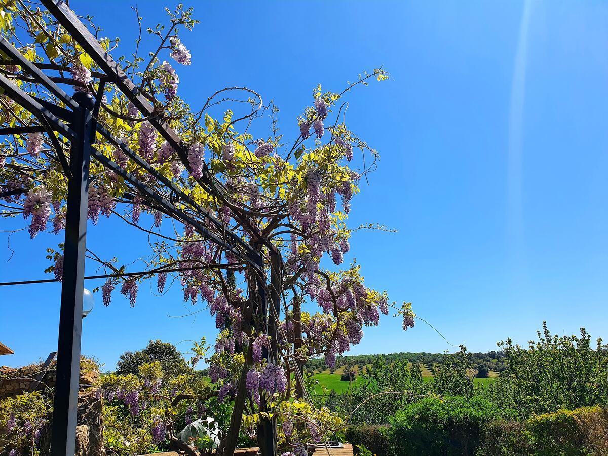 Bed and Breakfast Residenza Santa Maria In Borraccia Magliano in Toscana Exterior foto